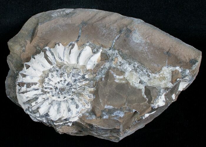 White Pleuroceras Ammonite Fossil - Germany #6162